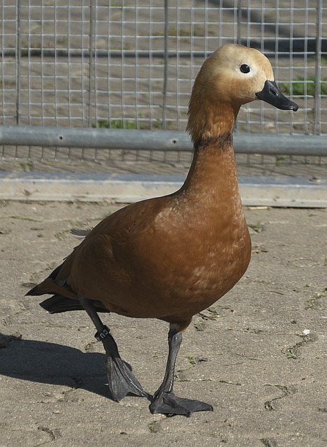 病频发
